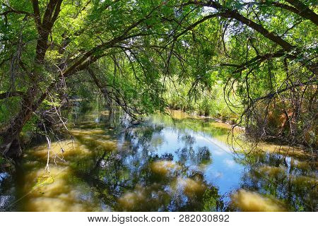 Views Of Jordan River Trail With Surrounding Trees, Russian Olive, Cottonwood And Silt Filled Muddy 