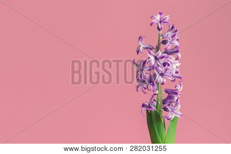 Hyacinth, Spring Flower On Pink Background With Copy Space For Message. Greeting Card For Valentine'