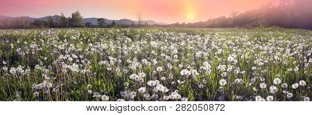 Dandelions At Sunrise