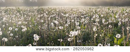 Dandelions At Sunrise