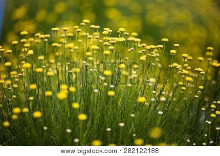 Beautiful Flowers Fuul Bloom Beside Lake Kawaguchi Near Mount Fuji Japan