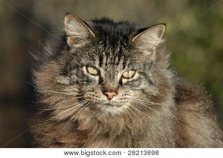 Principal Coon Cat