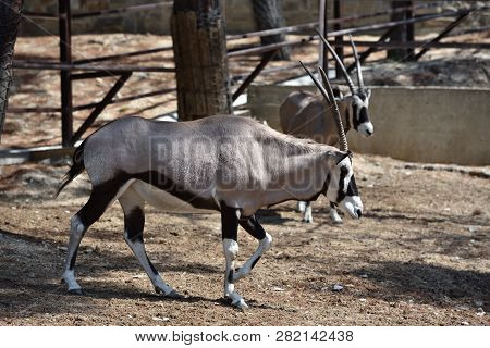 Beautiful Antilope Oryx In A Special Pen In The Zoo Of The City Of Gelendzhik