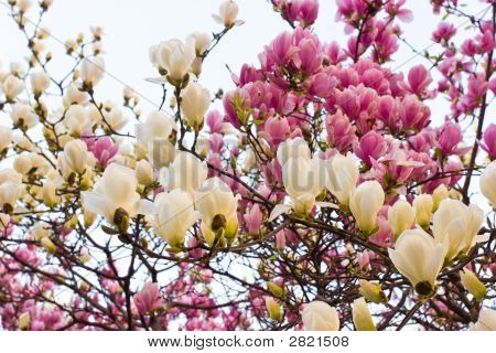 Fiore di Magnolia