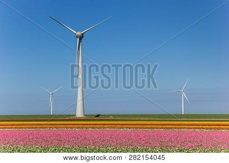 Wind Turbines And A Field Of Pink Tulips In Noordoostpolder, Holland
