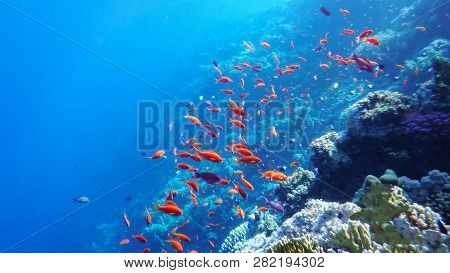 The Underwater World Of The Red Sea, Corals, A Flock Of Fish Antias Golden