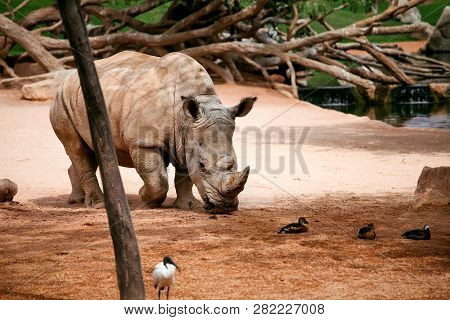 Rhinoceros In The Zoo, Beautiful Natural Environment, Close Up.