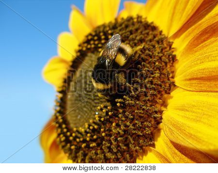 Sunflower Bumblebee