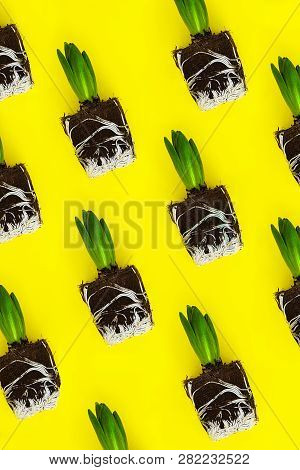 Bright Small Green Hyacinth Plants With Piece Of Siol Without Pot On The Yellow Backfround. Vertical