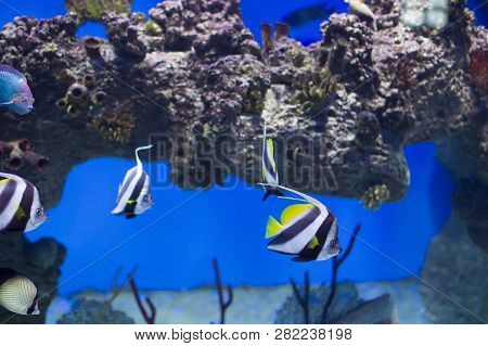 Zanclus Cornutus.exotic Tropical Fish On The Background Of Corals And Reefs.a Flock Of Striped Aquar