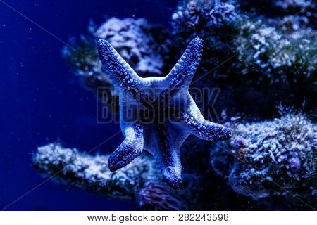 Macro Blue Starfish Linckia Laevigata