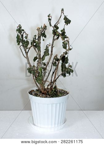 Withered Flower With Brown Leaves In A White Plastic Flower Pot On The Table