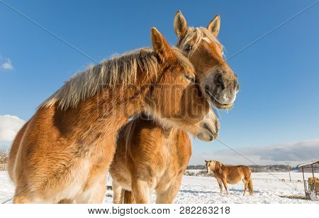 Two Horse Portrait Close Up In Love, Horse Love, Bohemian-moravian Belgian Horse In Sunny Day. Czech