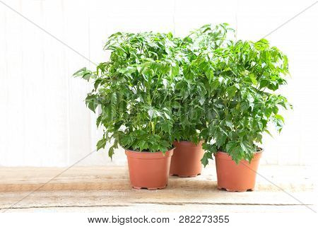 3 Radermahera In A Flower Pot On A Light Wooden Background
