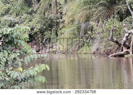 River Scene In The Gambia