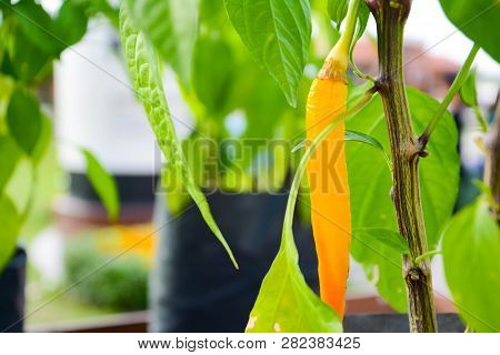 Yellow Chilli Or Chilli Peppers Or Solanaceae Or Capsicum Annuum L. Were Planted On The Ground.  It 
