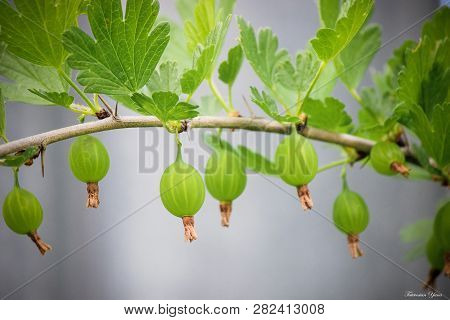 Gooseberries On Branches In Garden. Ribes Grossularia.