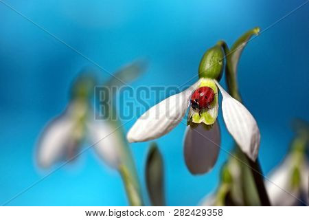 Ladybug on a snowdrop. Red and white. The first spring flowers. Coming of spring. Selective focus.