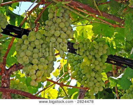 Uvas para vinho