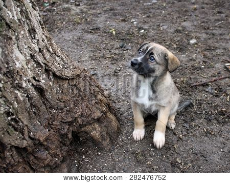 Abandoned Light Gray Puppy Mongrel On Wet Ground After Rain Near A Tree