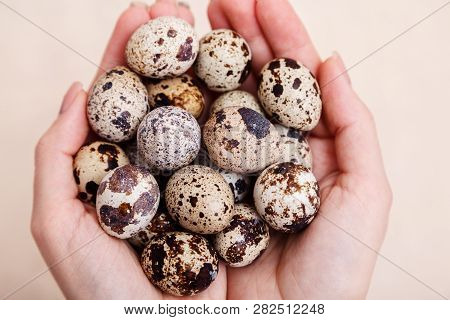 Hands Holding A Bunch Of Quail Eggs. Quail Eggs Easter Take On Hand Fresh. Quail Eggs In Palms Close