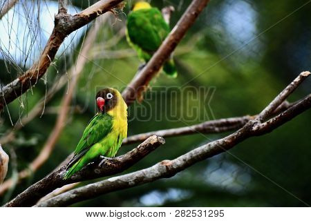 A Close Up Photo Of A Black-masked Lovebird (agapornis Personatus); Softly Defocused Background