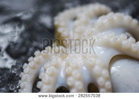 Seafood Squid On Ice / Close Up Fresh Octopus Tentacle Ocean Gourmet Raw Squid With Ice On Dark Back