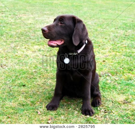 Cucciolo di Labrador