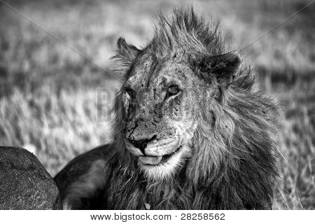 白色和黑色在纳米比亚埃托沙国家公园的狮子