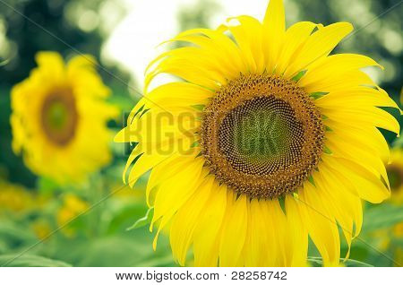 Sarı ayçiçeği yaprakları portre