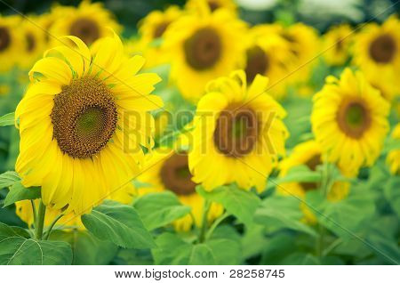 Sarı ayçiçeği yaprakları portre .in alan