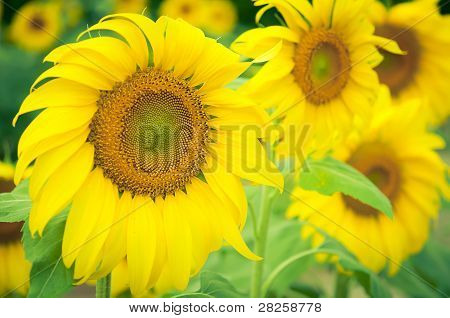 Sarı ayçiçeği yaprakları portre .in alan