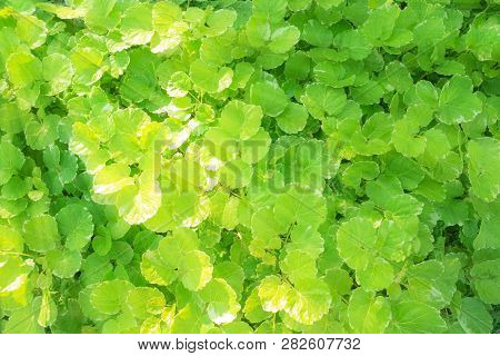 Polyscia Guilfoylei Baill Var. Victoriaebaill Is Small Shrub, Old Trunk Light Brown, Stems With Gree