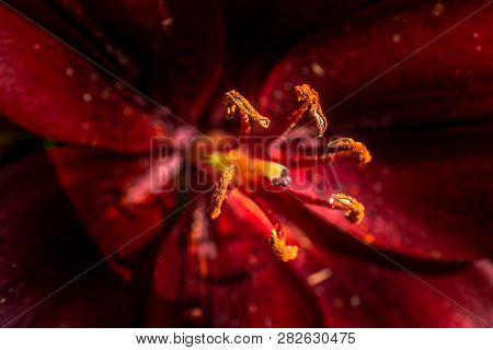 Blooming Beautiful Fresh Lily Flowers Micro View