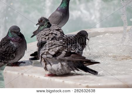 City Pigeons By The Side Of Water At A Fountain