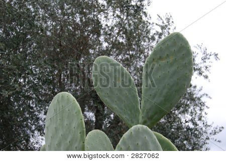 Ficodindia