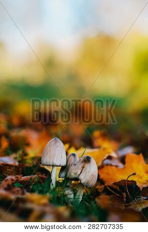 Mushroom In Autumn Park