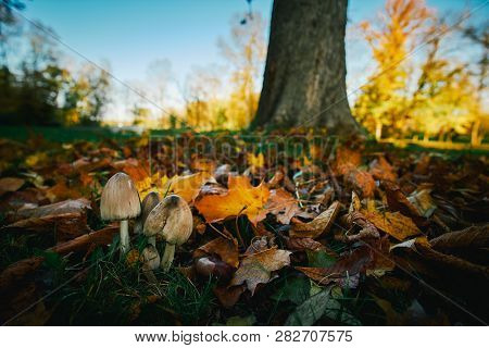 Mushroom In Autumn Park