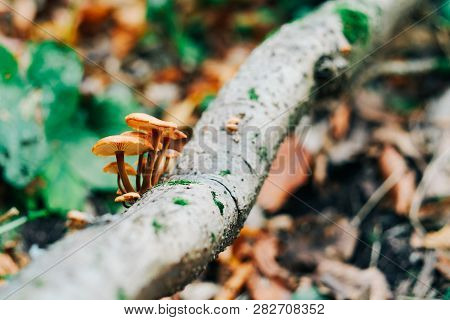 Mushrooms On Tre Trunk