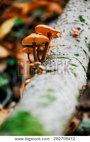 Mushrooms On Tre Trunk
