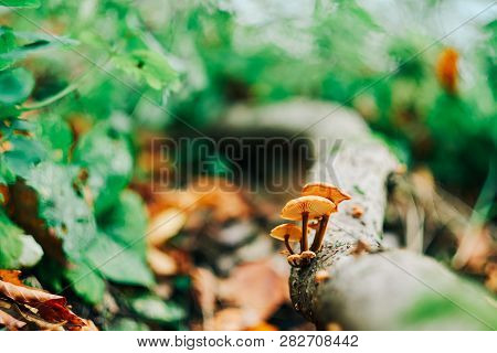 Mushrooms On Tre Trunk