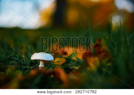 Mushroom In Autumn Park
