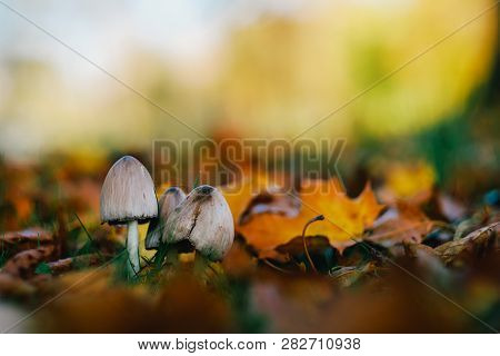 Mushroom In Autumn Park