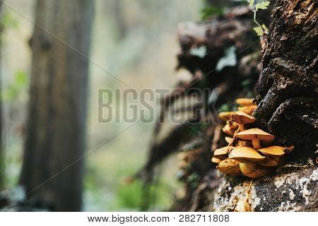Mushrooms On Tre Trunk