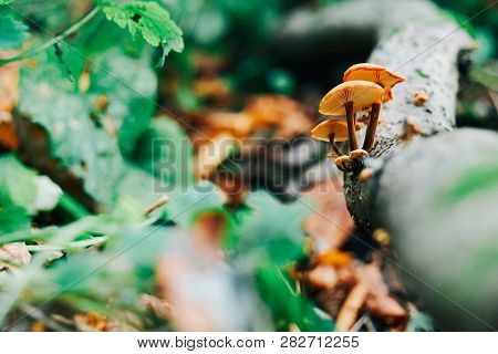 Mushrooms On Tre Trunk