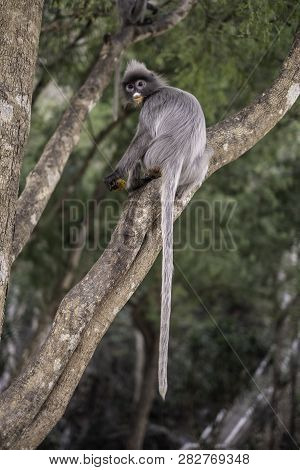 Colobinae Also Gray Langur Eating Fruit Long Tailed Monkey On The Tree
