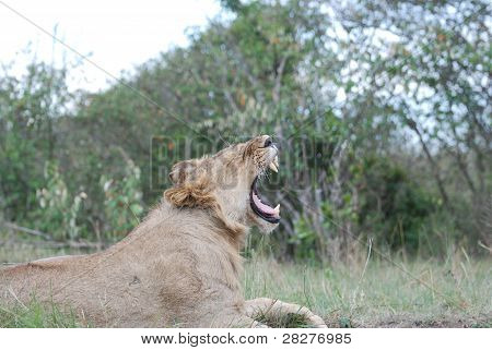 Lion showing his teeth