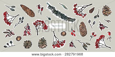 Vector Illustration. Pen Sketch With Watercolor Style Background . Nature Elements, Forest Treasures