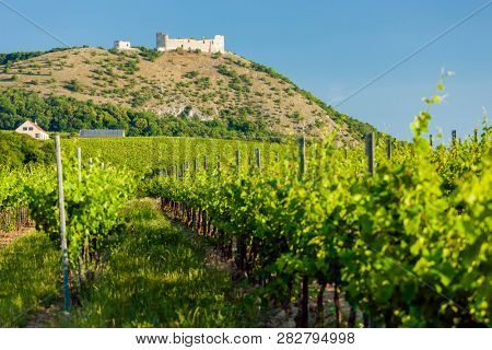 vineyards, castle Devicky, Palava, Moravia region, Czech Republic