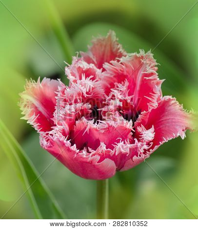 Pink Tulip Mascotte